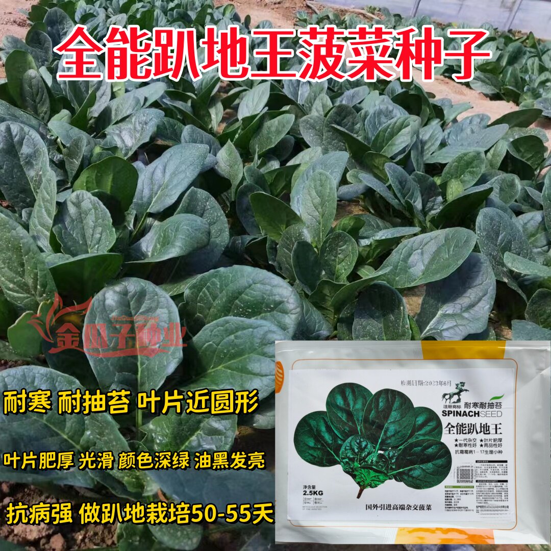 全能趴地王地菠菠菜种子