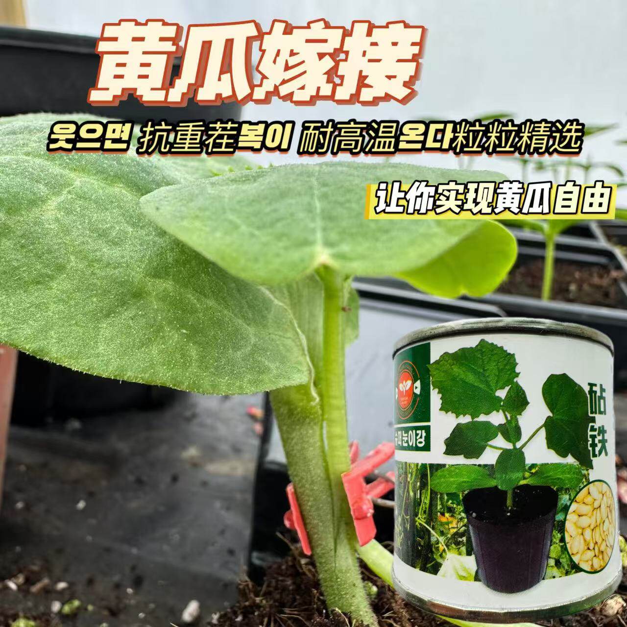 砧铁黄瓜专用砧木种子油