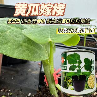砧铁黄瓜专用砧木种子油亮去蜡粉高抗病耐高温抗枯萎黄籽粒南瓜子