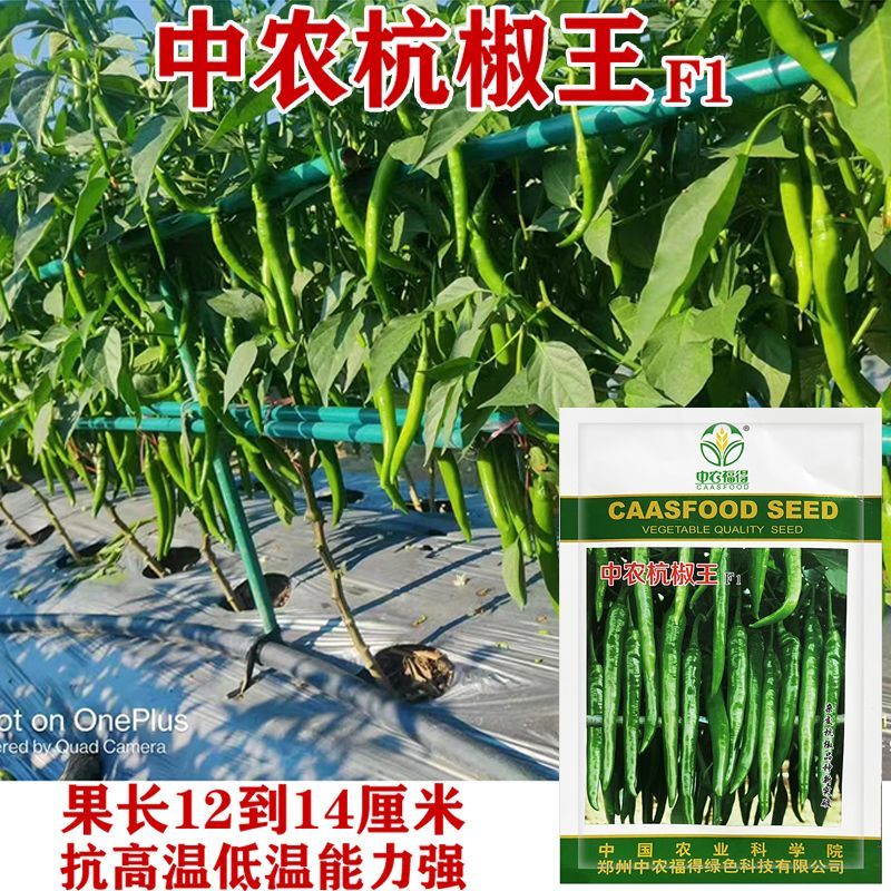 中农杭椒王杂交辣椒种子早熟羊角型耐低温抗高温抗病丰产大田种孑
