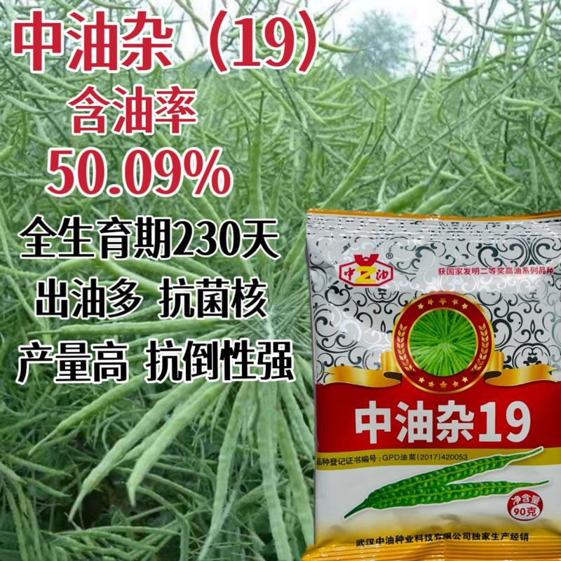 中油杂19油菜种子高产出油高抗倒伏油菜花种籽春秋季播蔬菜种子