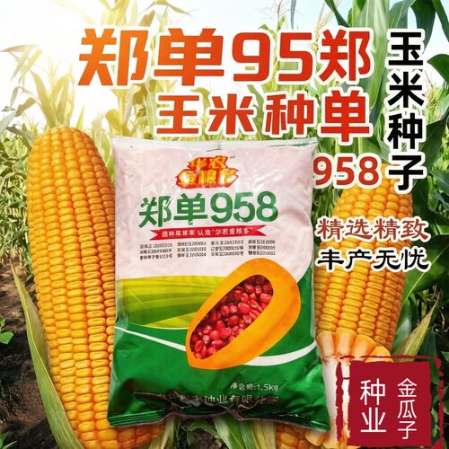 郑单958高产玉米种子大棒矮杆抗倒伏新升级耐密农科院主推耐高温