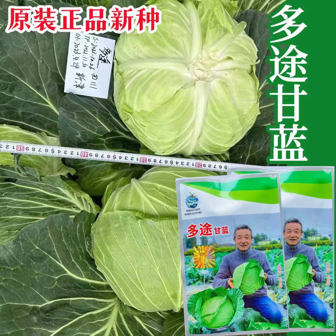 多途杂交甘蓝种子 扁球型甘蓝品种颜色鲜绿商品性好口感好产量高