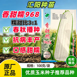 香甜糯968玉米种子鲜食糯玉米种籽大棒高产甜糯玉米种孑