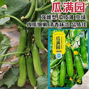 渤丰瓜满园水果黄瓜种子春秋季高产早熟旱黄瓜种子清香味浓结瓜多