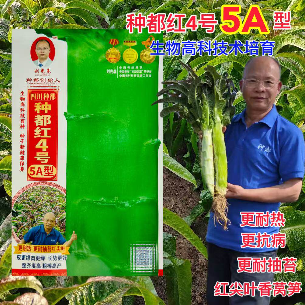 种都红4号BB型莴笋种子耐寒耐热红尖叶莴笋种籽农家春秋香莴苣籽
