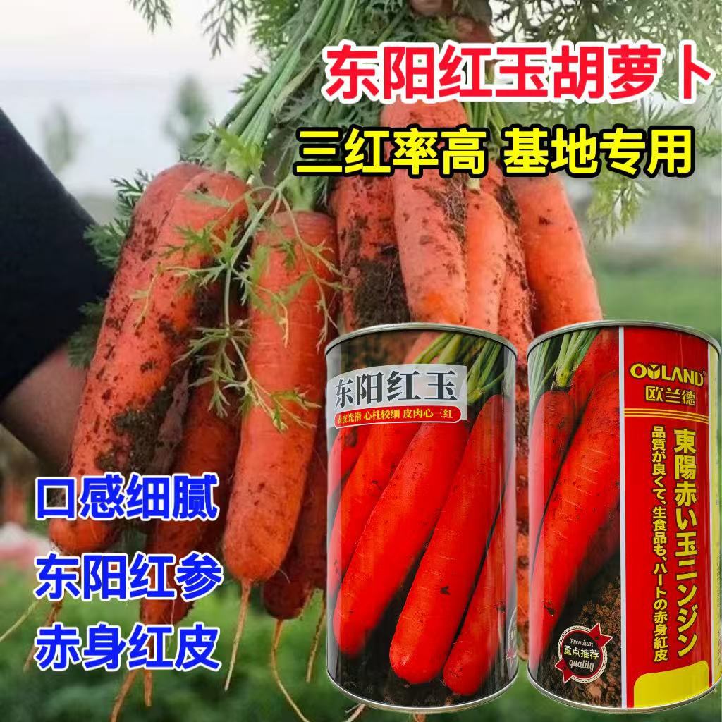 进口引进胡萝卜种子籽东