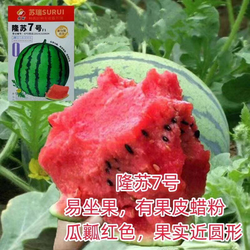 隆苏7号西瓜种子早熟麒麟瓜种籽红瓤甜脆爽口高产抗病春秋季播种