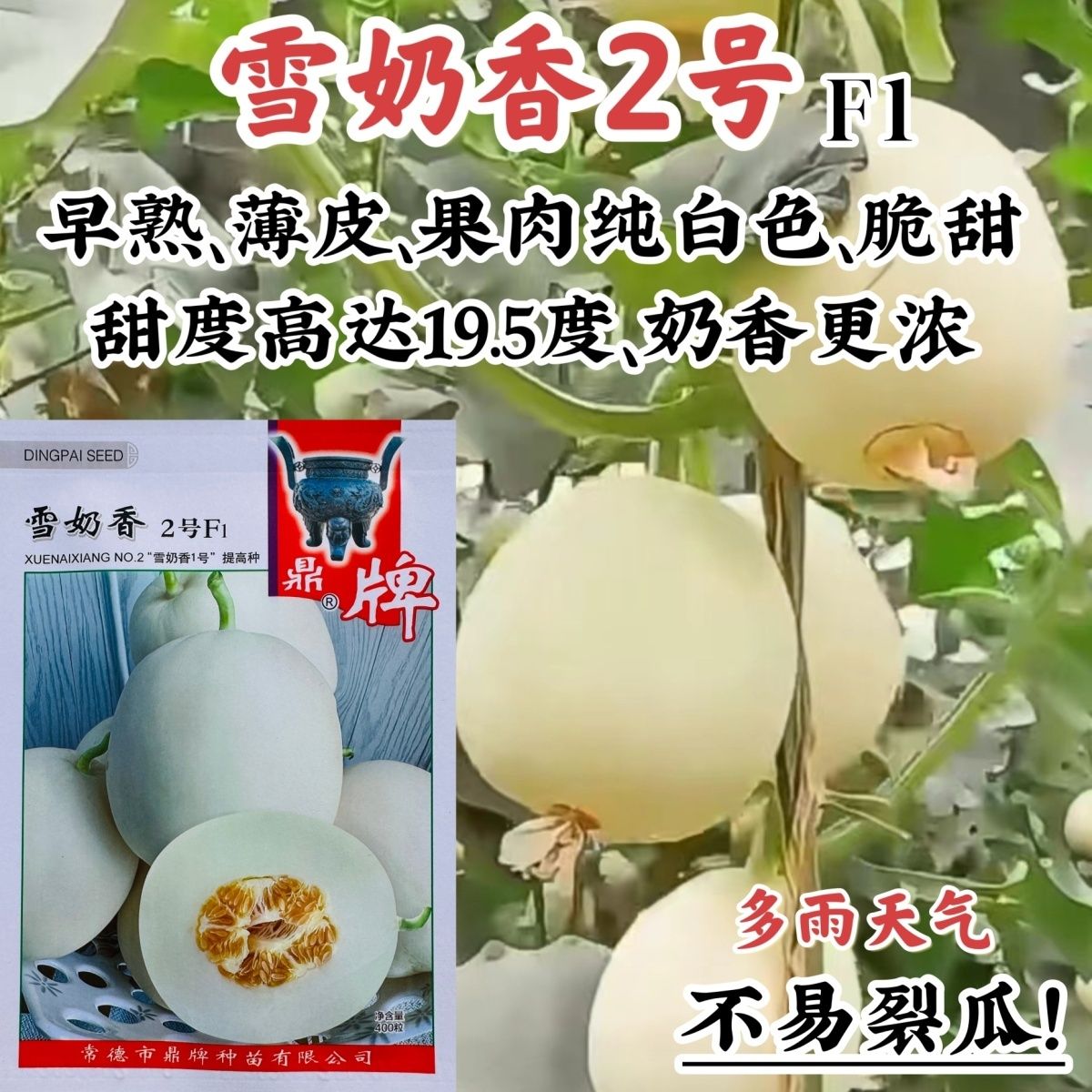 鼎牌雪奶香2号甜瓜种子脆