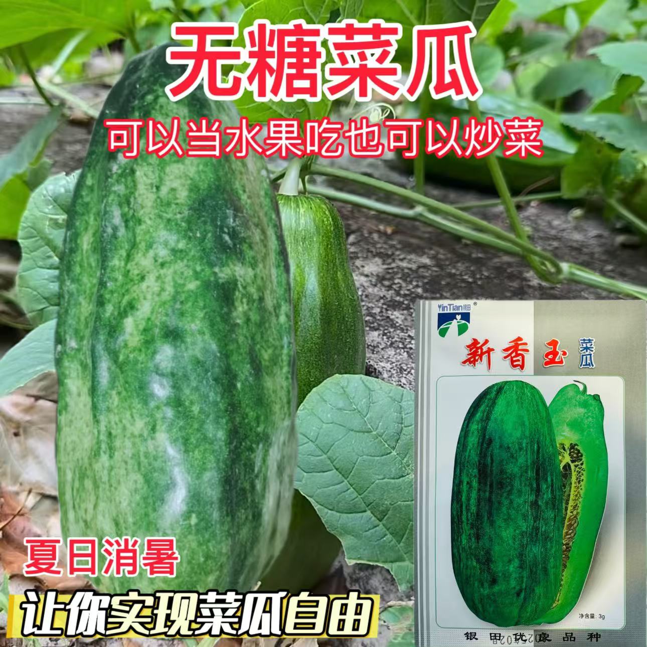 新香玉菜瓜种子早生高产