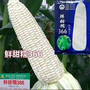玉糯鲜366号玉米种子甜加糯玉米种子白色鲜食糯玉米种国审玉