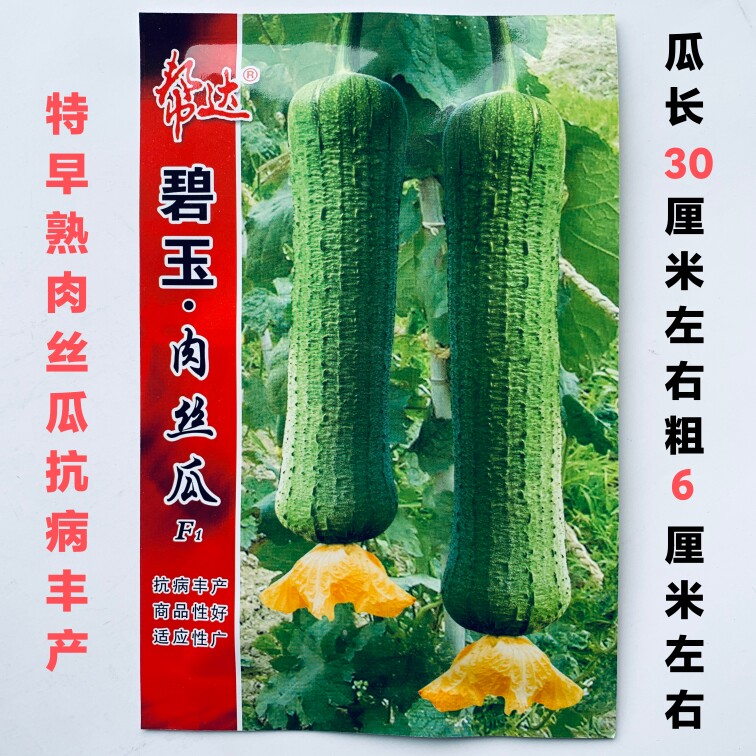 丝瓜种子帮达碧玉肉丝瓜种子早熟肉丝瓜种子座果能力特强丝瓜种子
