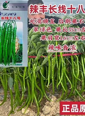 辣丰长线十八号线椒种子特长线椒辣味香浓光滑顺直翠绿色条椒种子