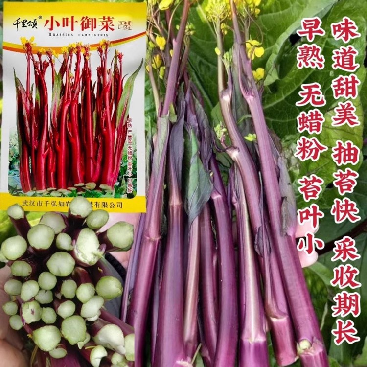 小叶御菜红菜苔种子正宗红菜薹种孑早熟春秋红菜心种籽味甜高产籽