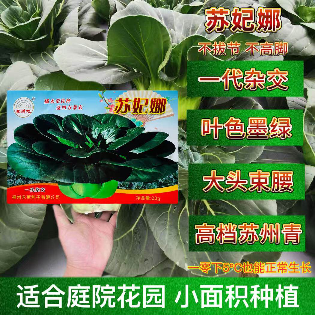 苏妃娜青菜种子矮脚墨绿