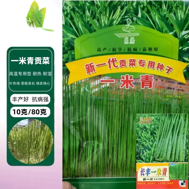 一米青贡菜种子正蜇菜高产响菜种籽夏秋季耐热抗高温庭院蔬菜种子