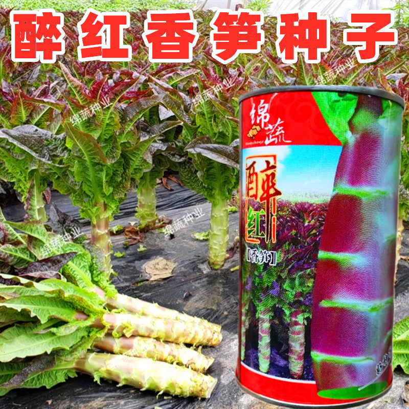 醉红莴笋种子紫红香苣种
