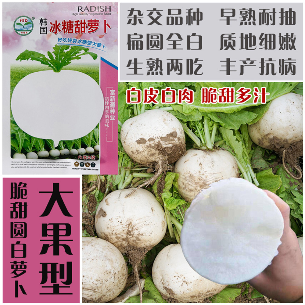 韩国冰糖甜萝卜种子好吃