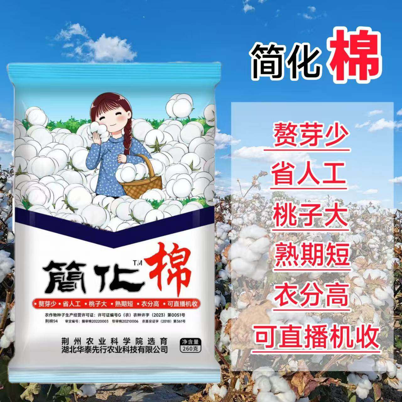 简化棉种子千斤懒汉王国审棉花种子抗虫棉高产抗重茬大田基地种植