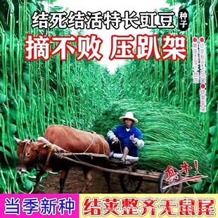 结死结活特长摘不败长豆角种子早熟豇豆秋冬季春夏豆角种豇豆种