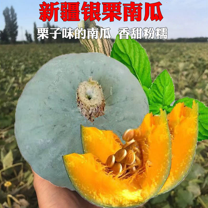 新疆银板栗南瓜种子农家大田盆栽甜糯白皮贝贝杂交南瓜孑蔬菜种籽