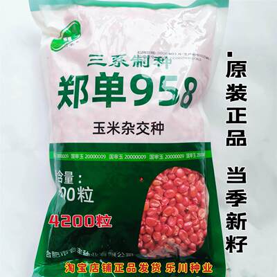 郑单958玉米种籽种子高产大田早熟特大杂交饲料玉米种孑老品种