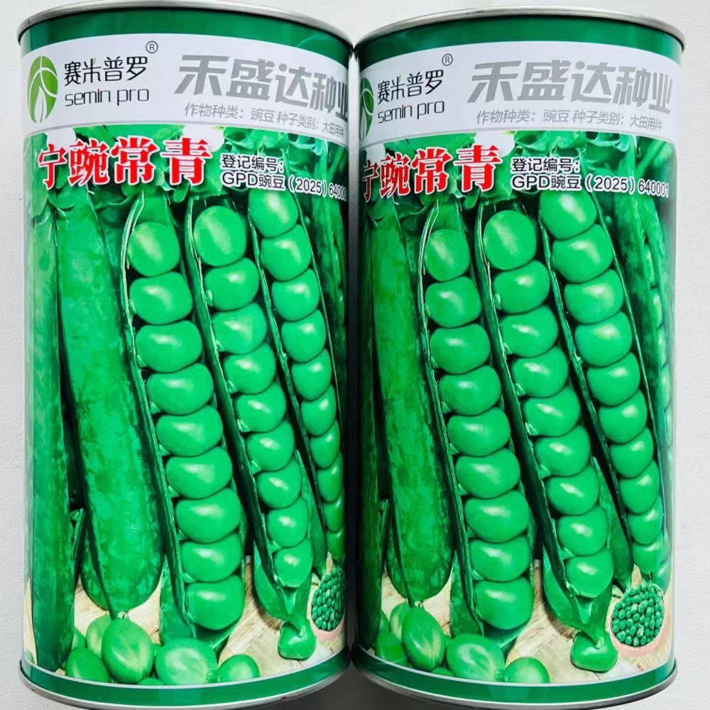 正品宁豌常青豌豆种子 大田用种豌豆籽荚大粒饱抗病高产 菜园基地