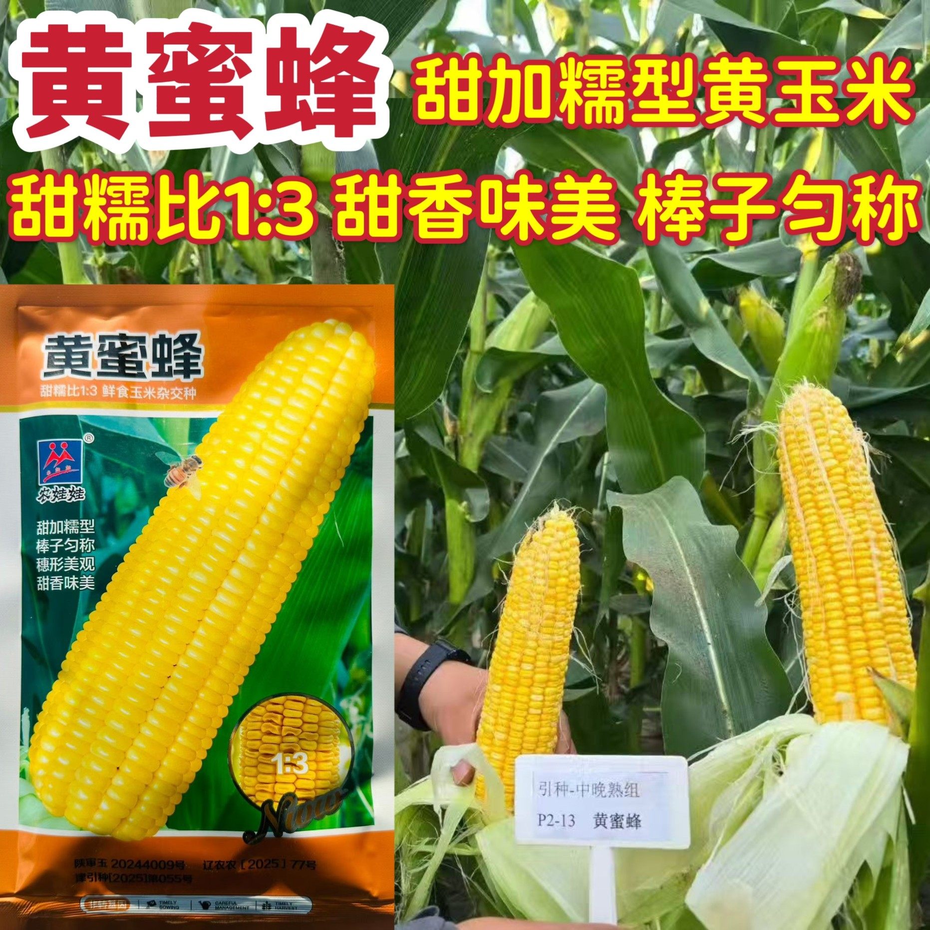 黄蜜蜂甜加糯杂交玉米种子鲜食黄甜糯玉米种糯性好甜味浓皮薄适口