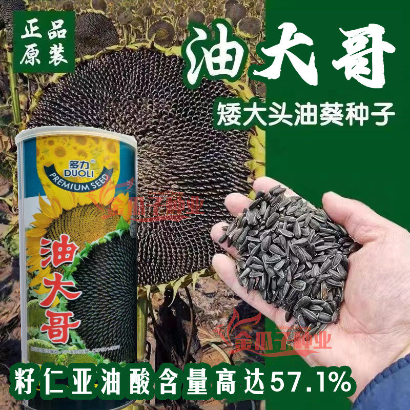 油大哥矮大头油葵种子榨油向日葵子矮大头矮杆葵花籽高出油油葵籽