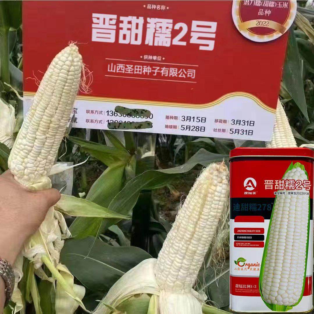 晋甜糯2号白甜糯玉米种子早熟大棒鲜食甜糯薄皮矮杆春秋玉米种孑