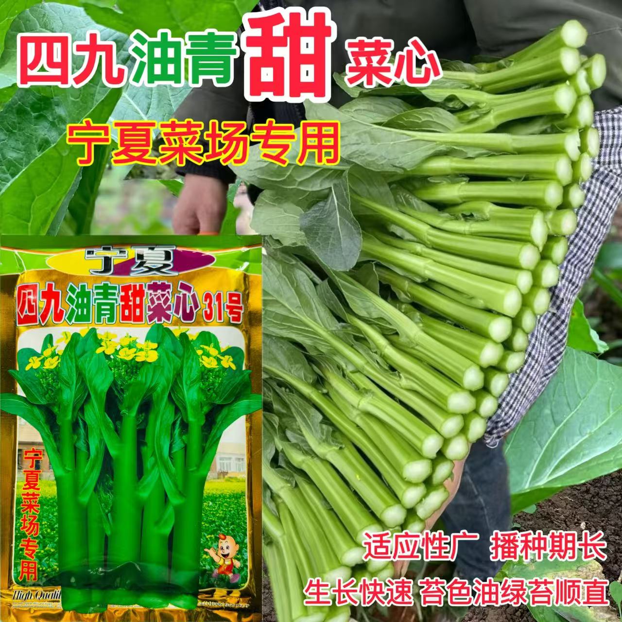 宁夏四九油青甜菜心31号