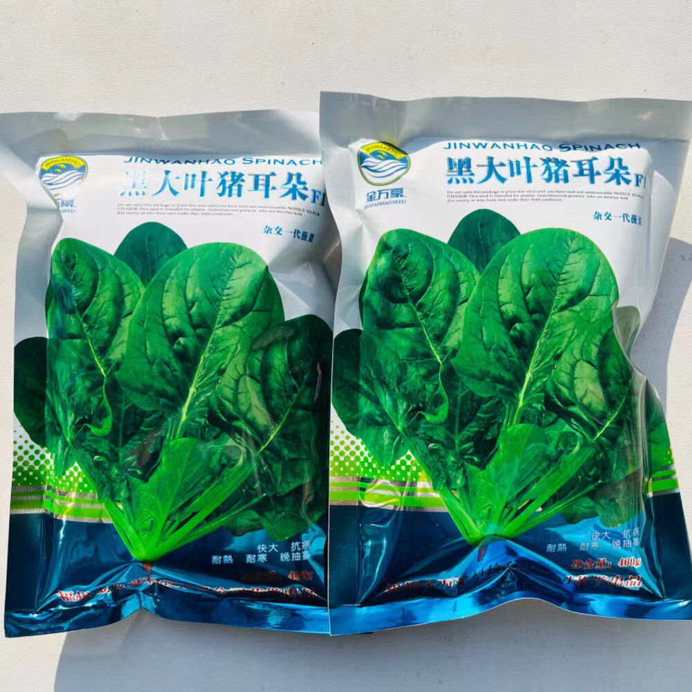 黑大叶猪耳朵菠菜种子耐抽苔抗病高产春秋播菠菜种籽四季蔬菜种孑