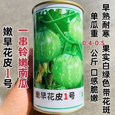 嫩早花皮1号小南瓜种子早熟耐寒一串铃南瓜种子白绿色嫩南瓜种籽