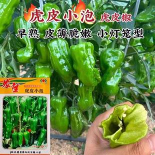 辣椒种子虎皮小泡虎皮椒种子早熟皮薄脆嫩挂果多小灯笼型辣椒