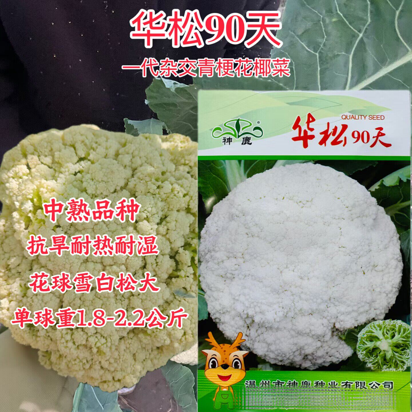 华松90/100天青梗松花菜种子晚熟青梗有机花菜种散花菜花椰菜