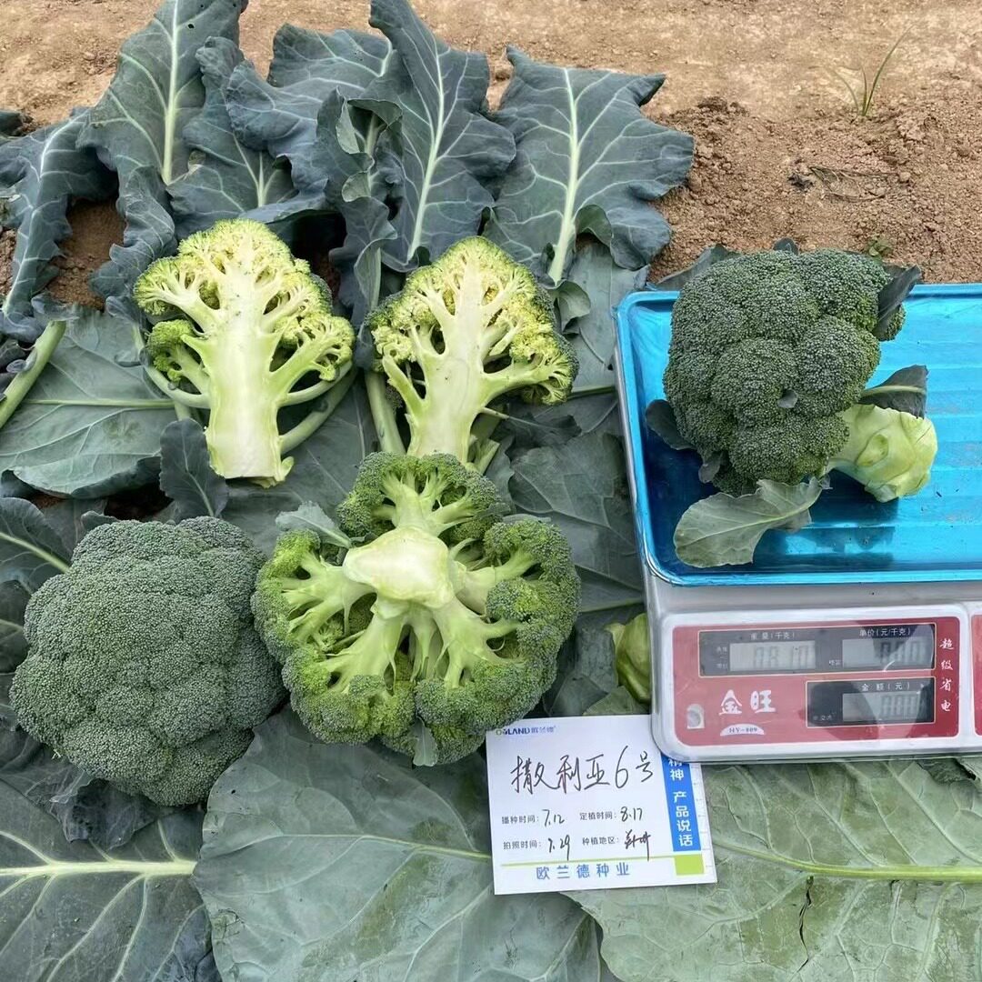 撒利亚6号西兰花种子 耐寒进口蕾粒均匀绿花菜花春秋蔬菜籽