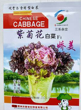 富贵花紫心白菜种子 紫菊花白菜早熟芙蓉花青素秋季播蔬菜种籽