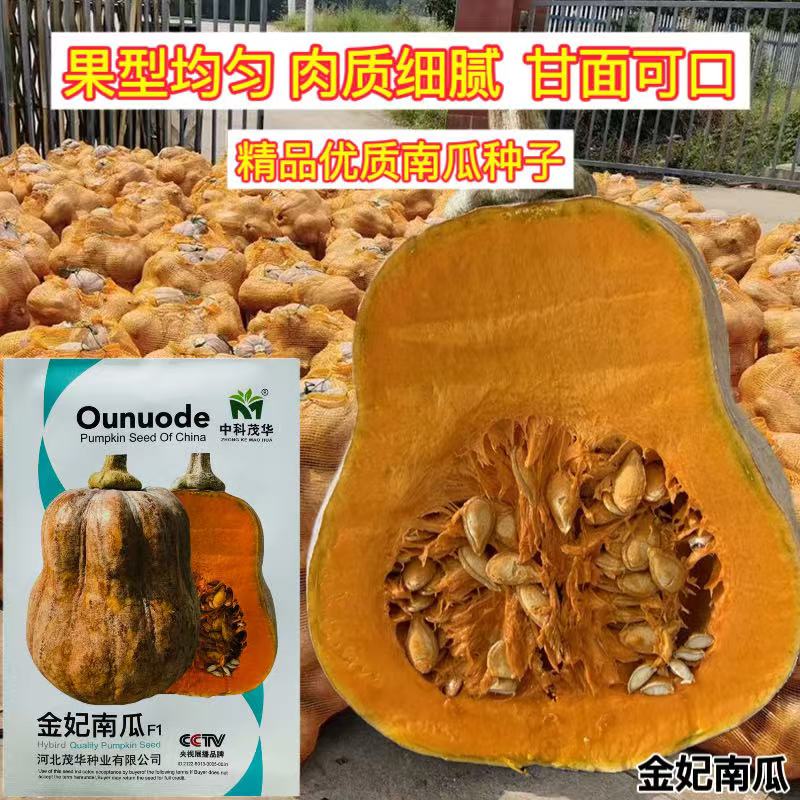 中科茂华蔬菜种子金妃南