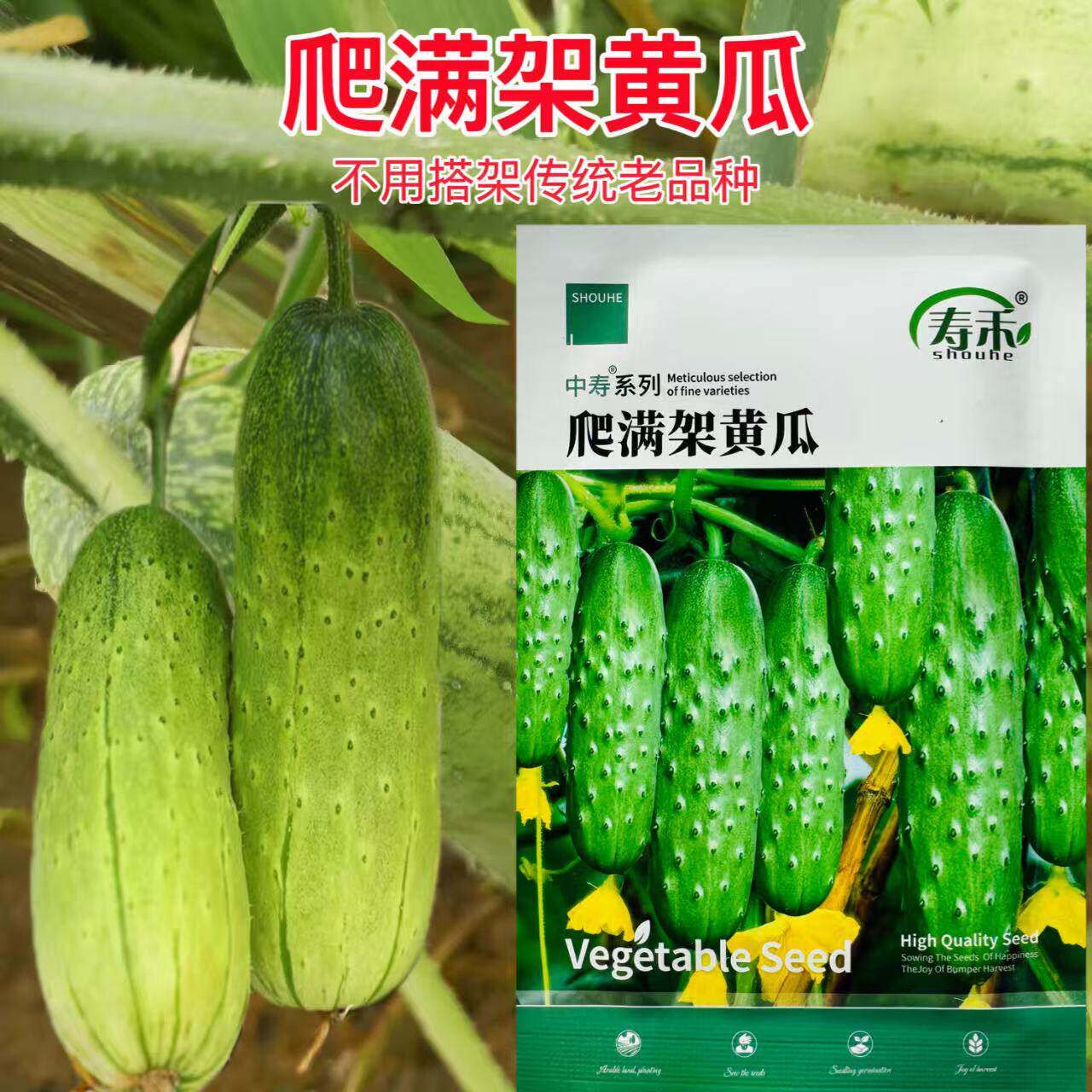 寿禾爬满架水果黄瓜种子挂满架青瓜小黄瓜种籽春秋农家爬藤蔬菜孑