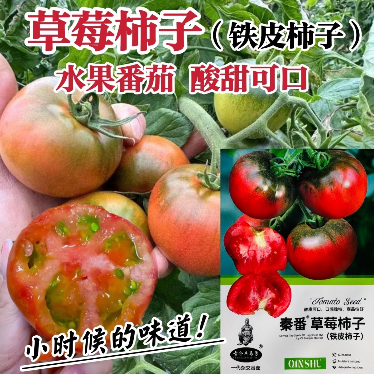 秦番草莓柿子酸甜水果西红柿种子铁皮柿子水果型番茄种籽香味浓郁