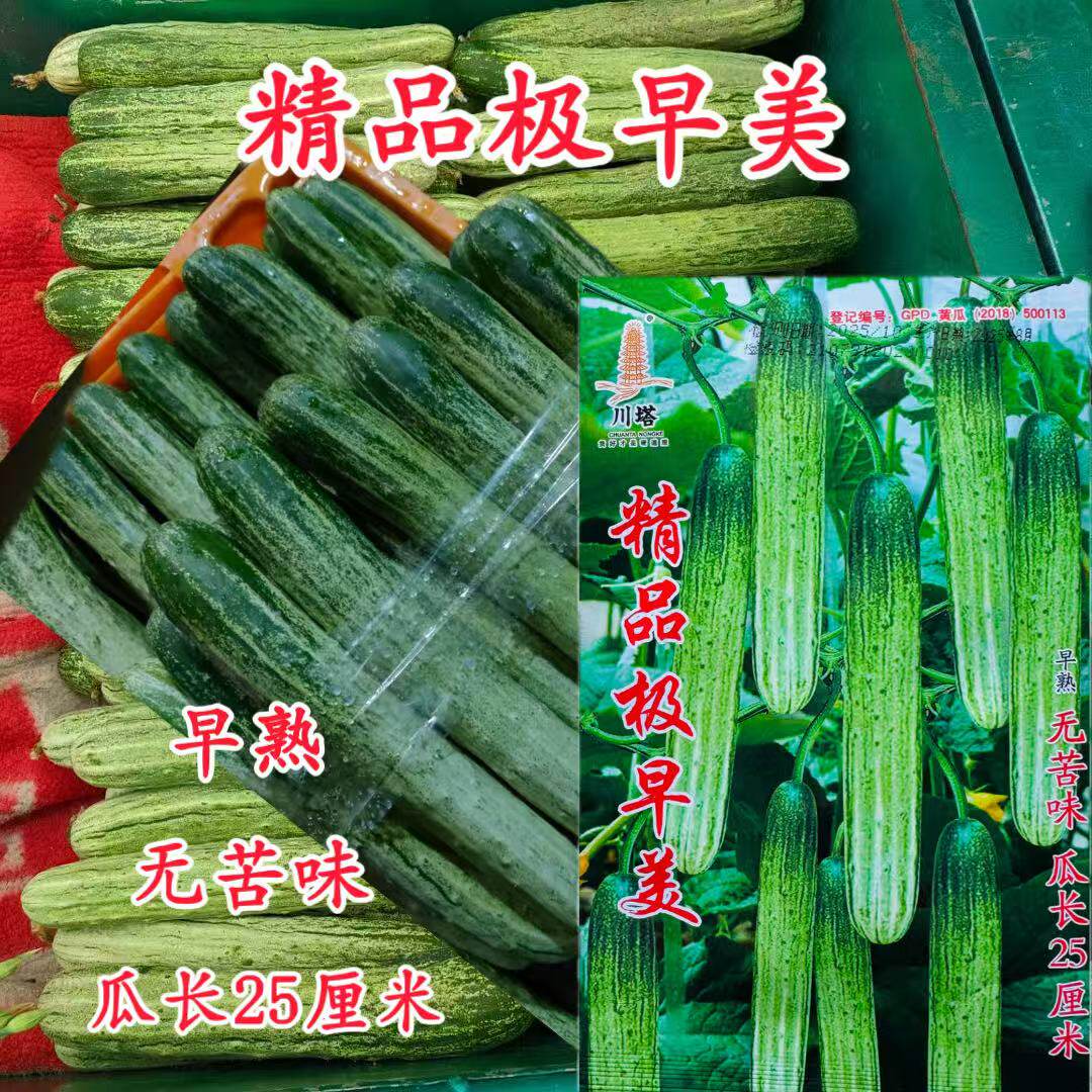 川塔精品极早美丝瓜种子极早熟白刺瓜条顺直强雌无苦味绿白相间皮