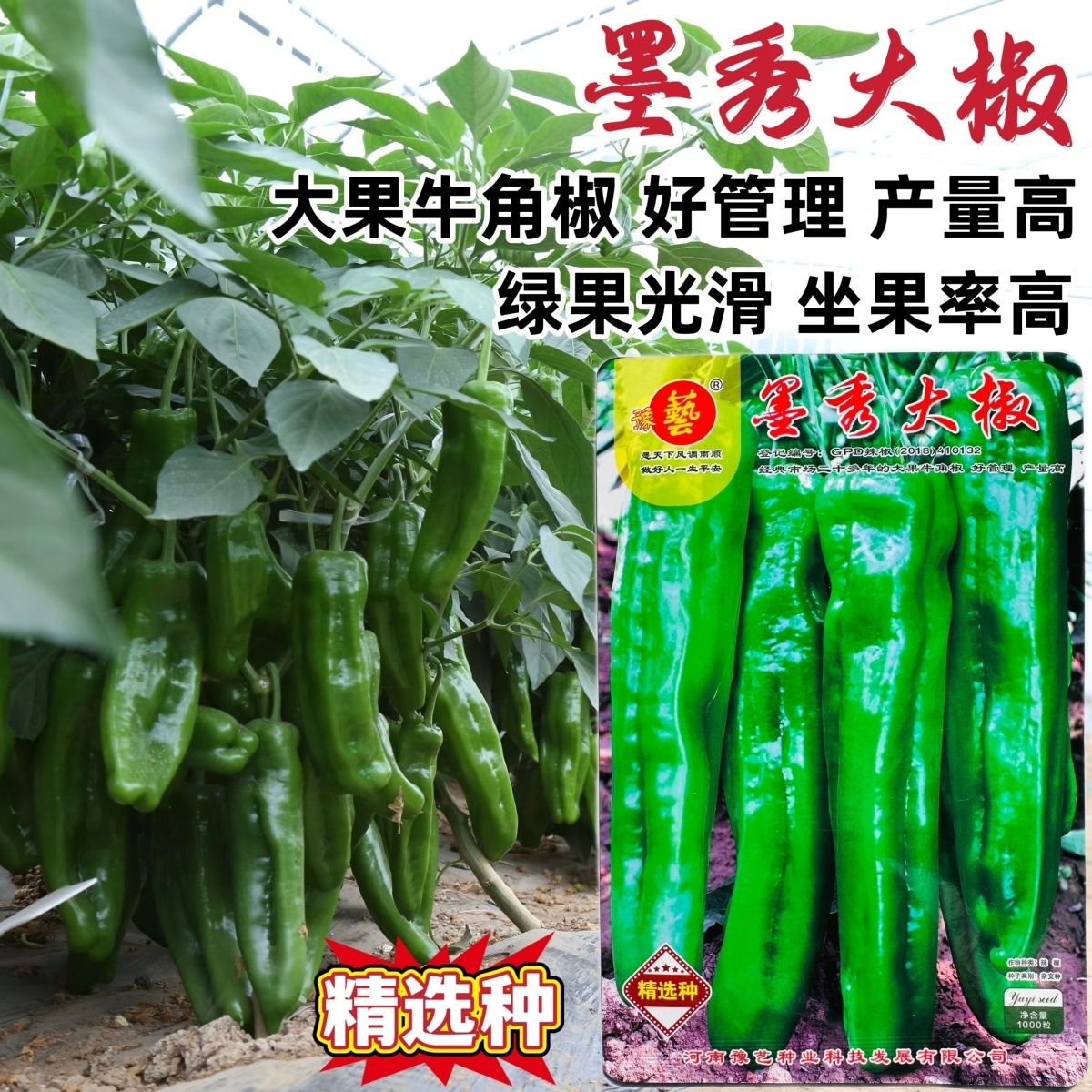 豫艺辣椒种子墨秀大椒种子大果型牛角椒种籽好管理青椒种子春秋