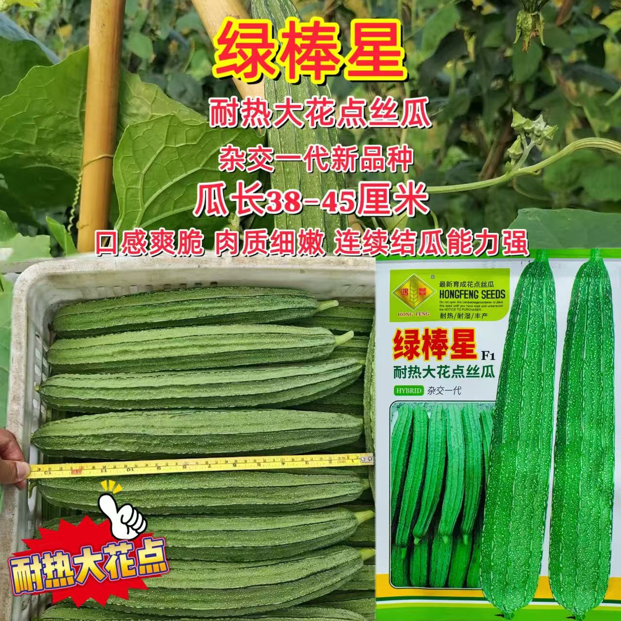 绿棒星耐热大花点丝瓜种