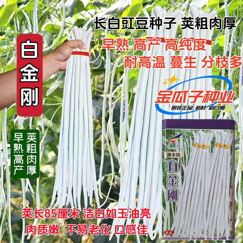 白金刚白玉豇豆种子早熟
