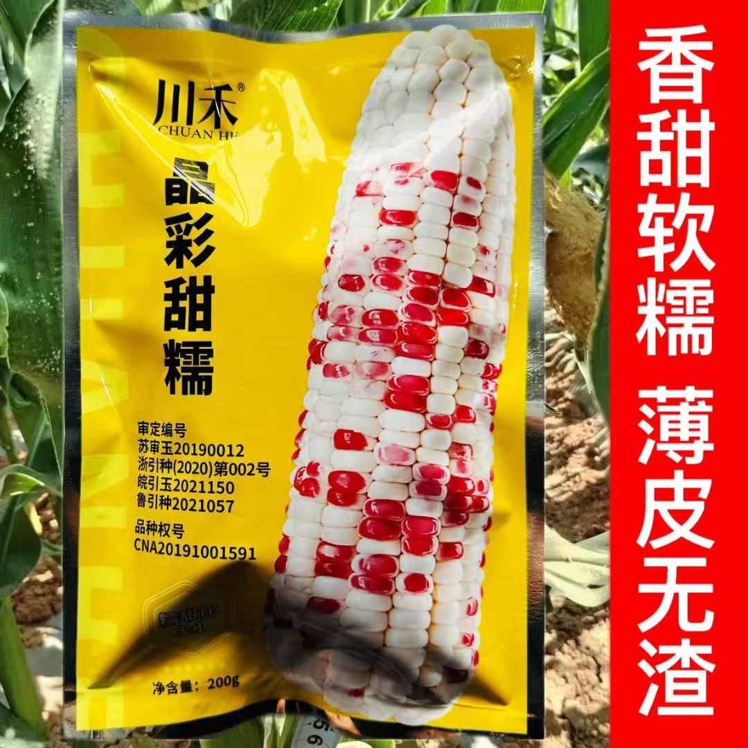 正品晶彩甜糯甜糯玉米种子 大棒型黏玉米种香甜花甜糯米玉米种籽