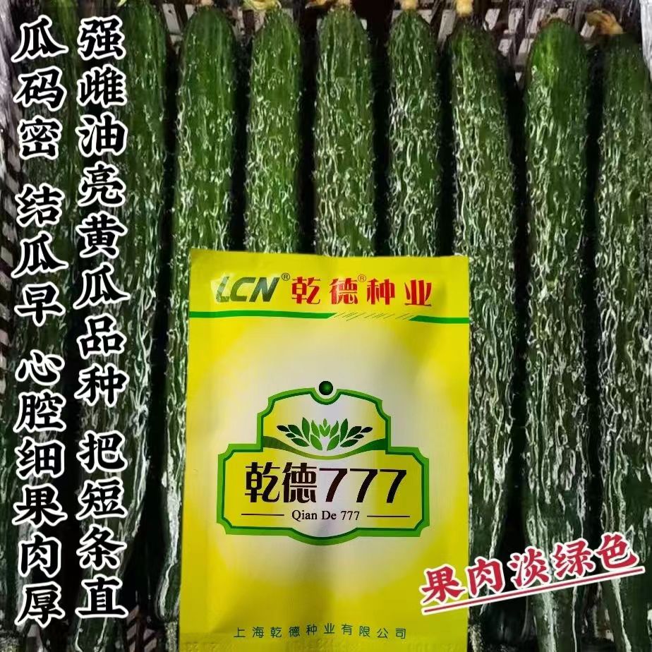 正品乾德777黄瓜种子强雌黑油亮