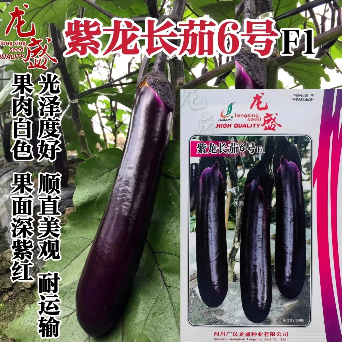 紫龙长茄6号茄子种子一代