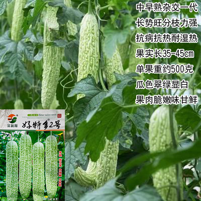 好特多2号苦瓜种子 质脆肉厚口感好中早熟苦瓜种子春夏农家蔬菜籽