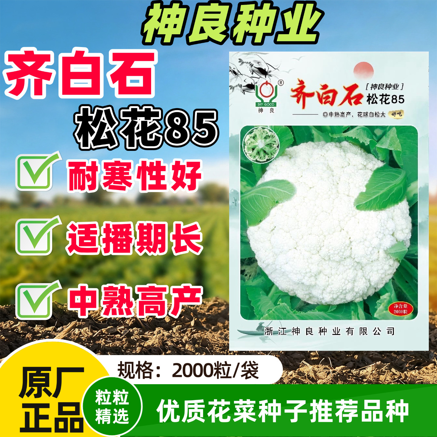 齐白石松花85花菜种子耐寒白花菜散花菜种子花椰菜种籽