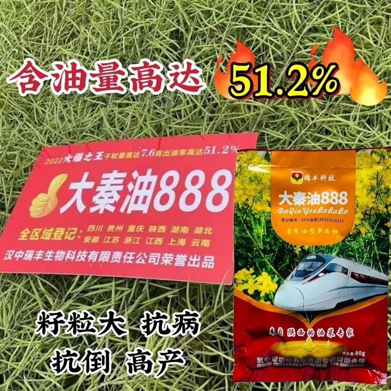 陕西大秦油888油菜种子 耐寒耐低温出油率高抗倒抗病强油菜籽种籽